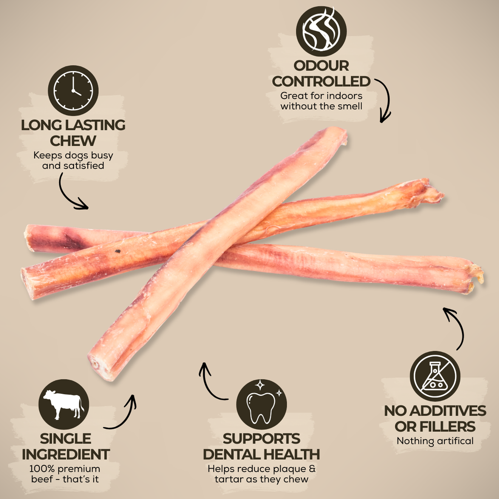 Bully stick épais de 30 cm (12 po)