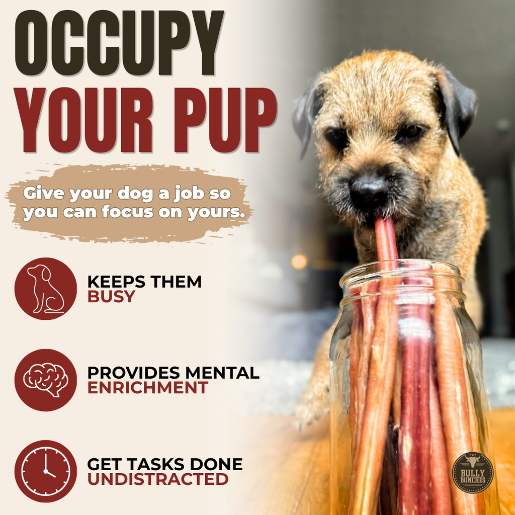 Bully stick épais pour chien – 6 pouces | Bully Bunches - PawNord