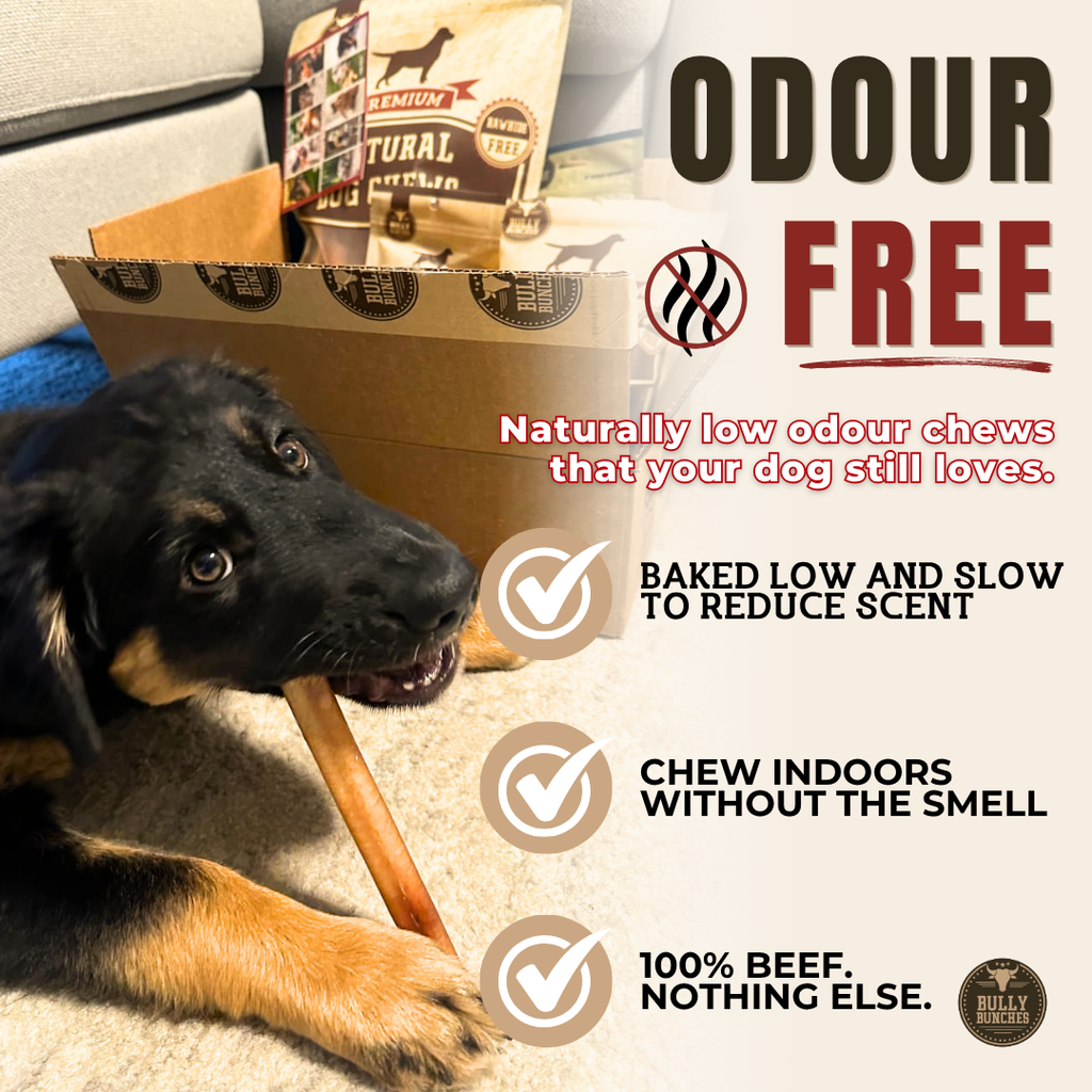 Bully stick épais pour chien – 6 pouces | Bully Bunches - PawNord