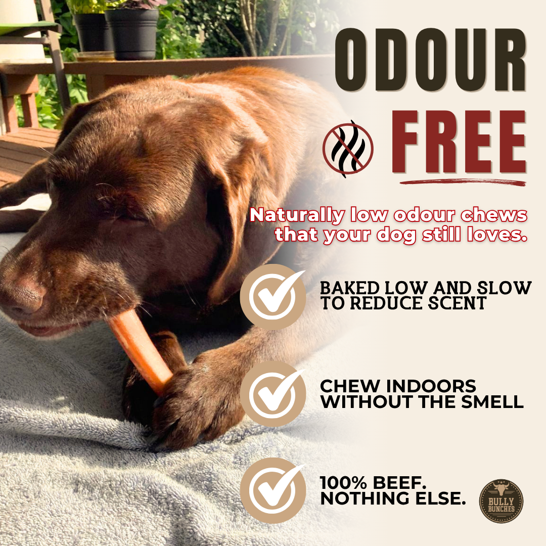 6 Inch Jumbo Bully Stick