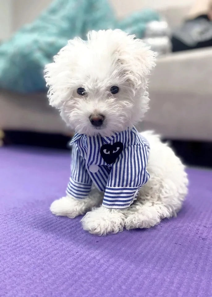 T-shirt Cœurs pour chien | Ensemble assorti pour humain et chien