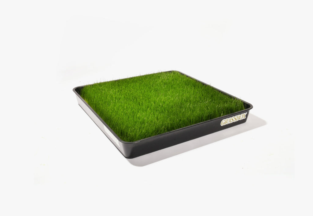 Plateau réutilisable pour GrassBox