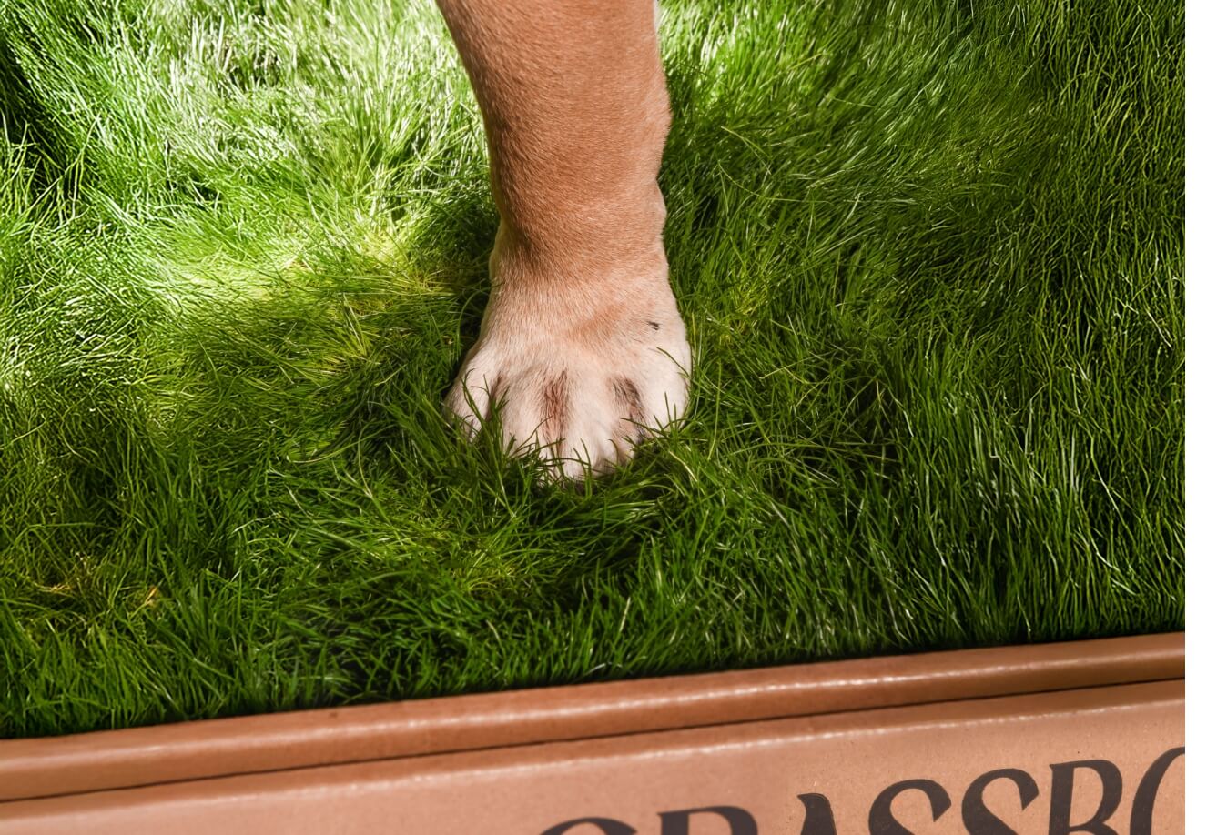 GrassBox – tapis d’herbe naturelle pour chien