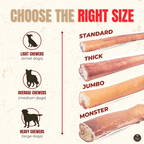 Bully stick épais de 30 cm (12 po) - PawNord