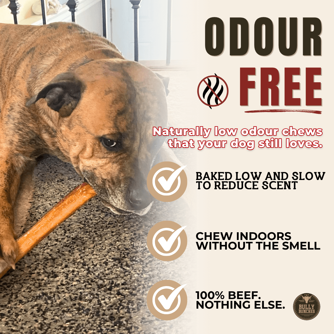 Bully stick épais de 30 cm (12 po) - PawNord