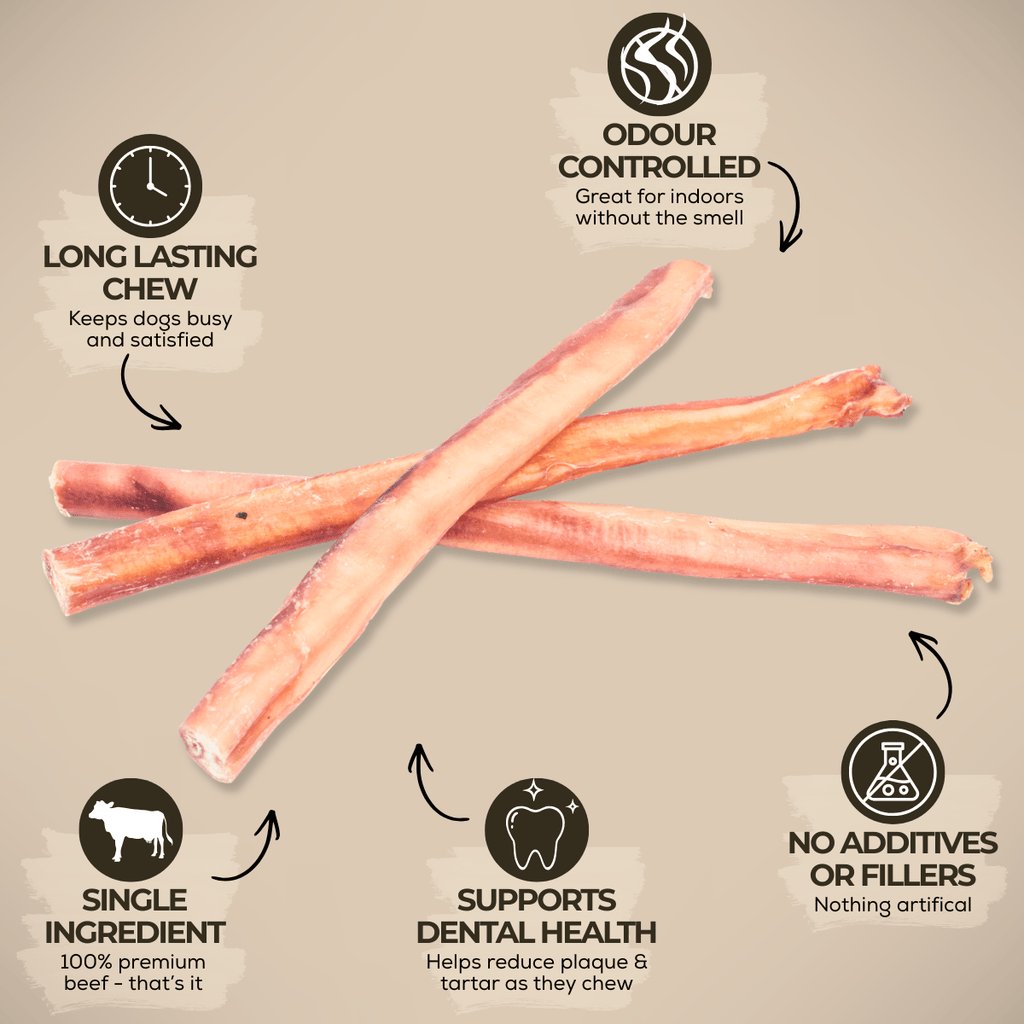 Bully stick épais de 30 cm (12 po) - PawNord