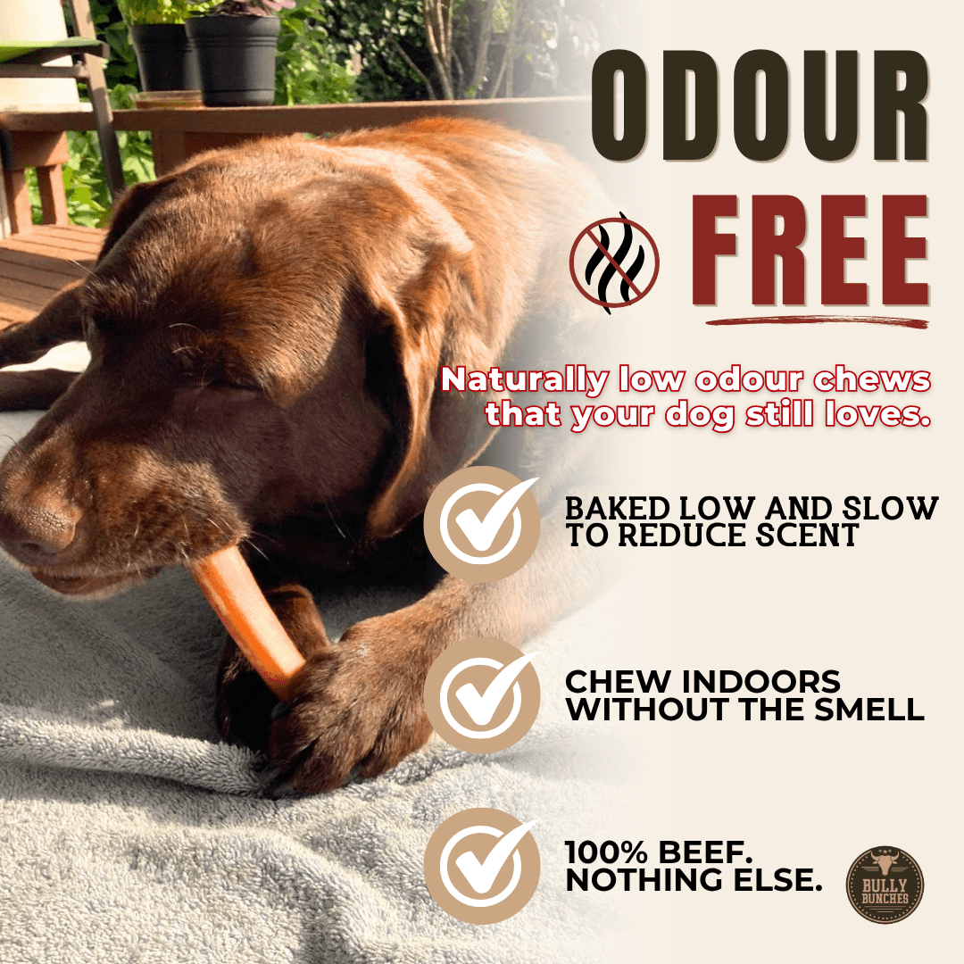 Bully stick jumbo de 15 cm (6 po) - PawNord