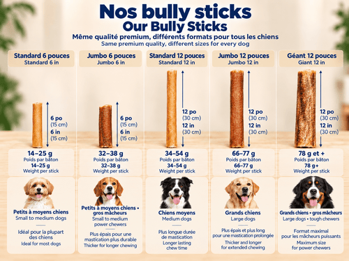 Bully stick jumbo de 30 cm (12 po) - PawNord