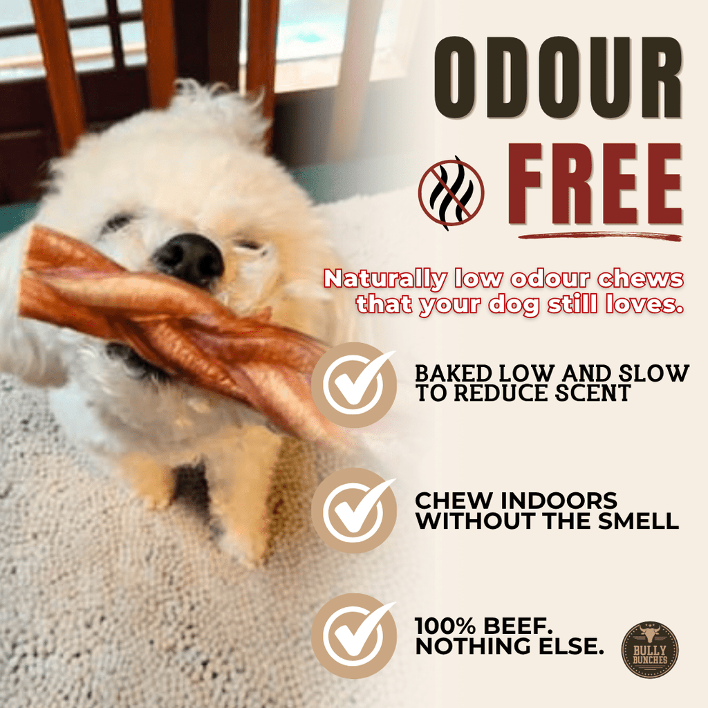 Bully stick tressé standard pour chien – 6 pouces | Bully Bunches - PawNord