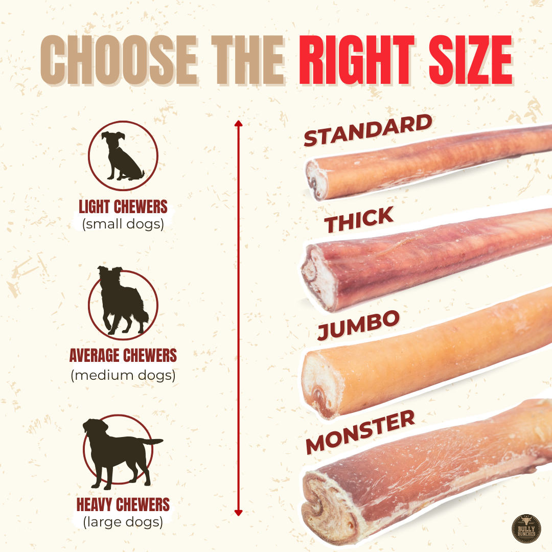 Bully stick jumbo de 30 cm (12 po)