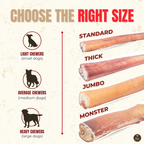 Bully stick épais pour chien – 6 pouces | Bully Bunches - PawNord