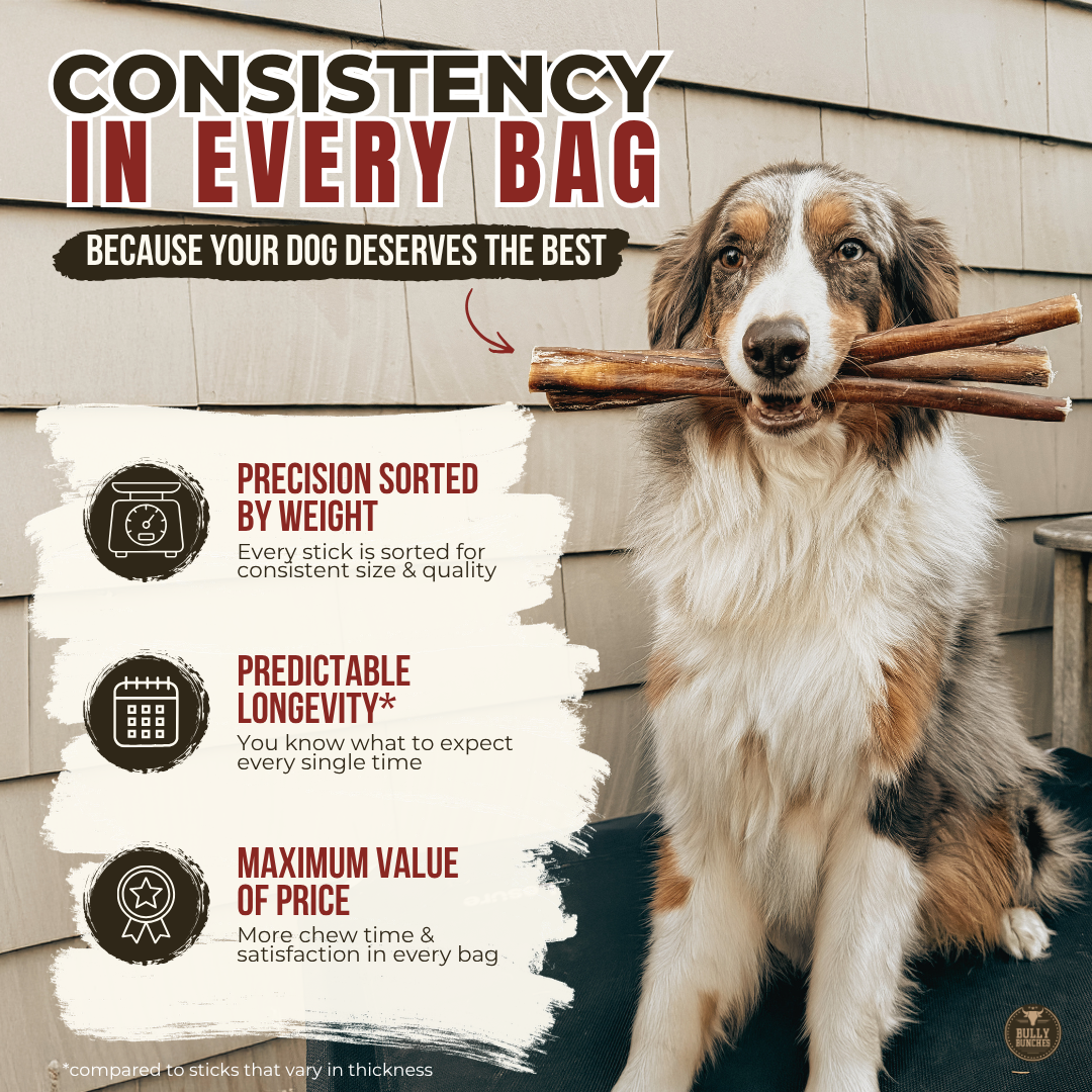 Bully stick jumbo de 30 cm (12 po)