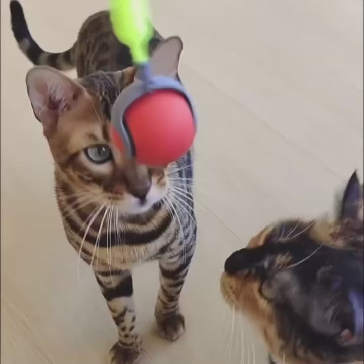 Balle intelligente interactive pour chat – Jeu autonome | PawNord