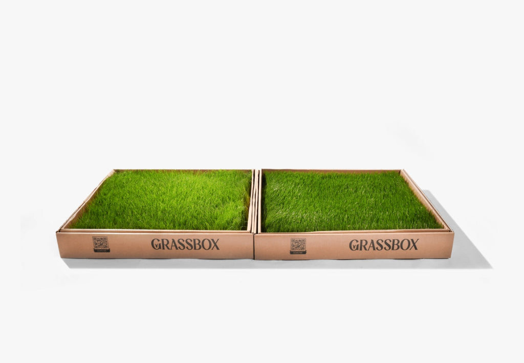 GrassBox – tapis d’herbe naturelle pour chien