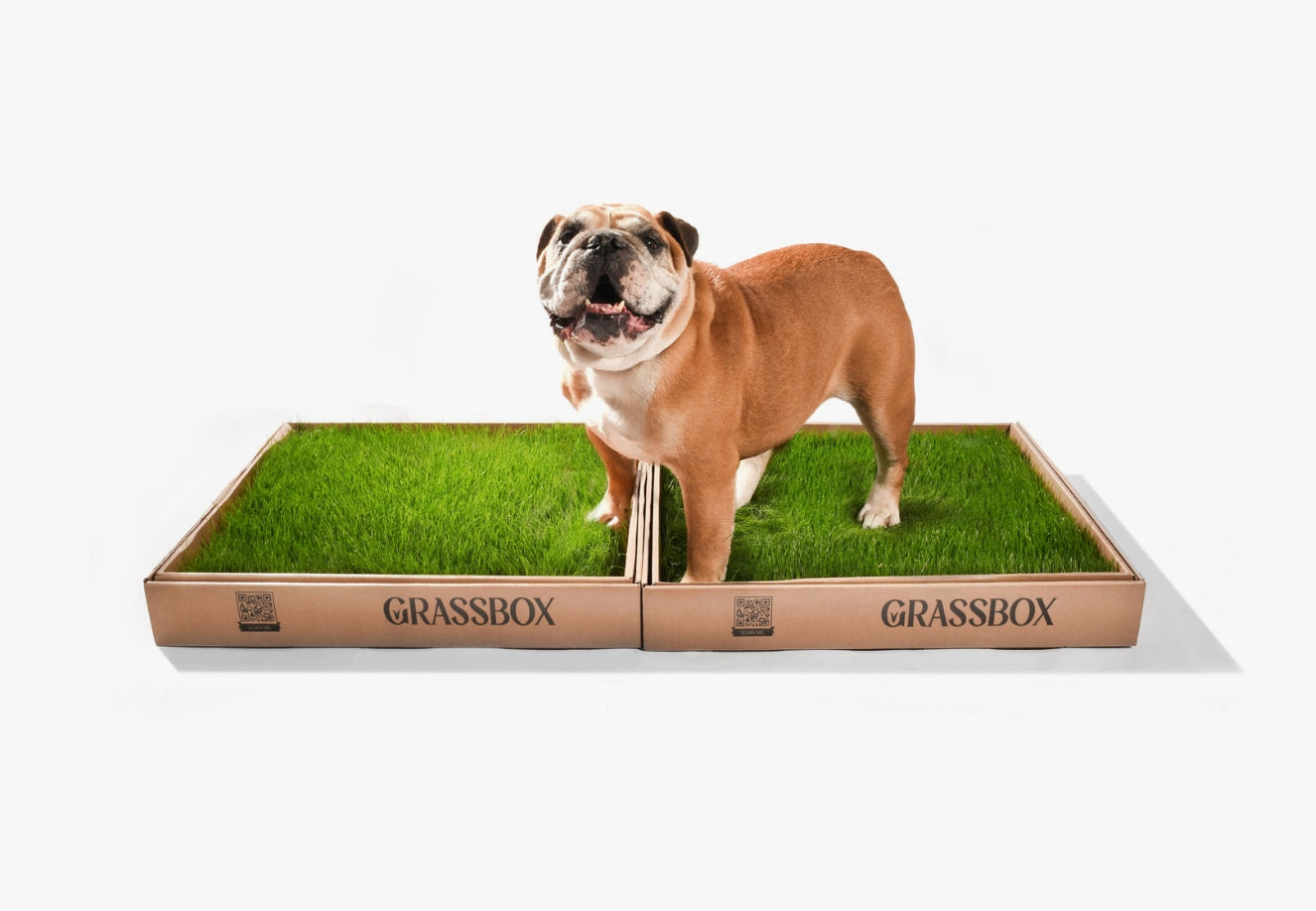GrassBox – tapis d’herbe naturelle pour chien